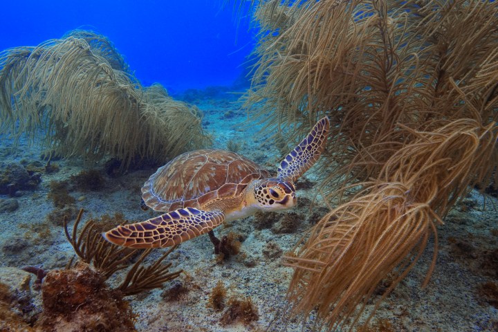 Sea turtle swimming near underwater plants in clear blue water.
