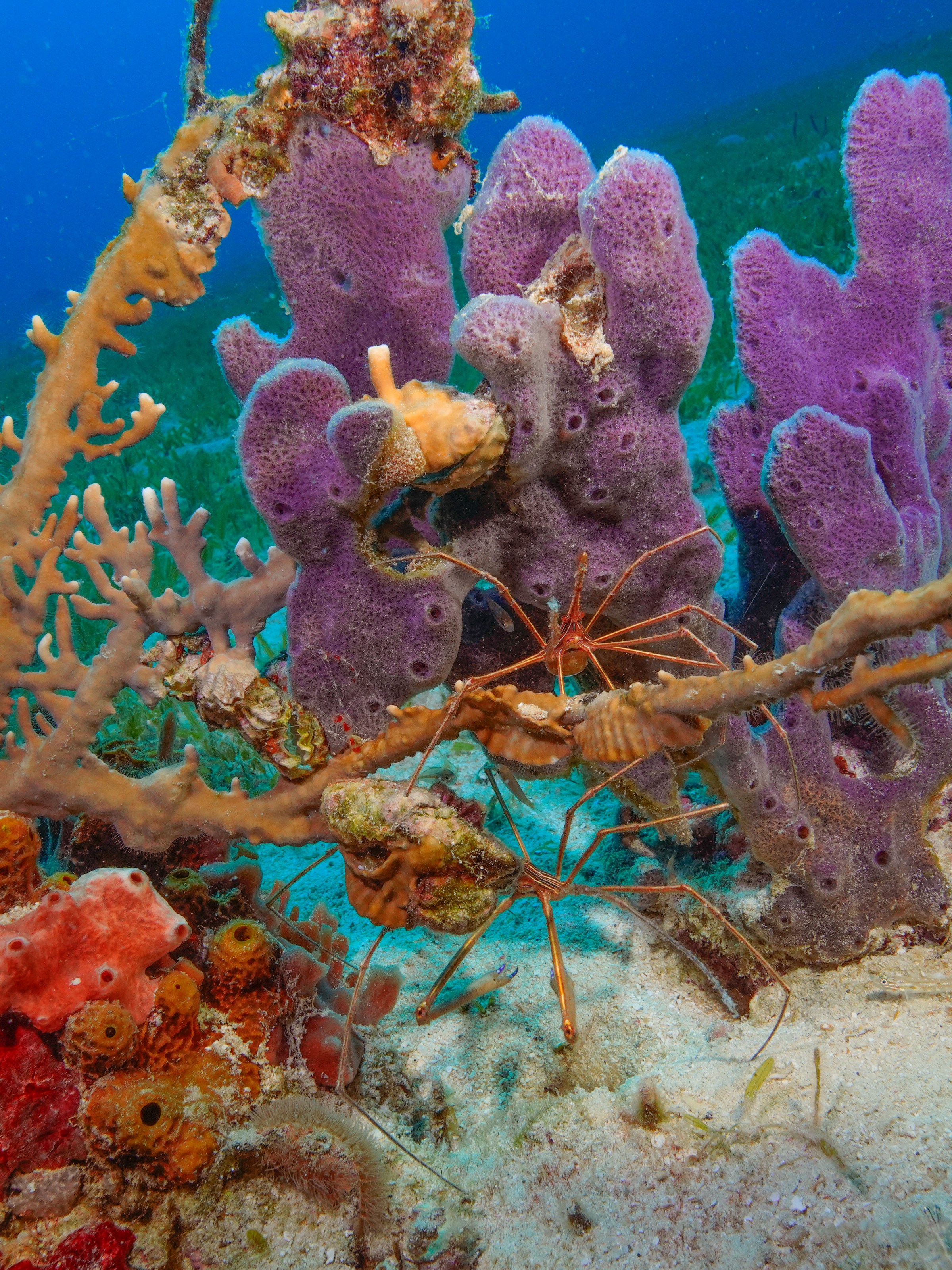 Colorful coral reef with purple sponges and orange coral, surrounded by sea life on sandy ocean floor.