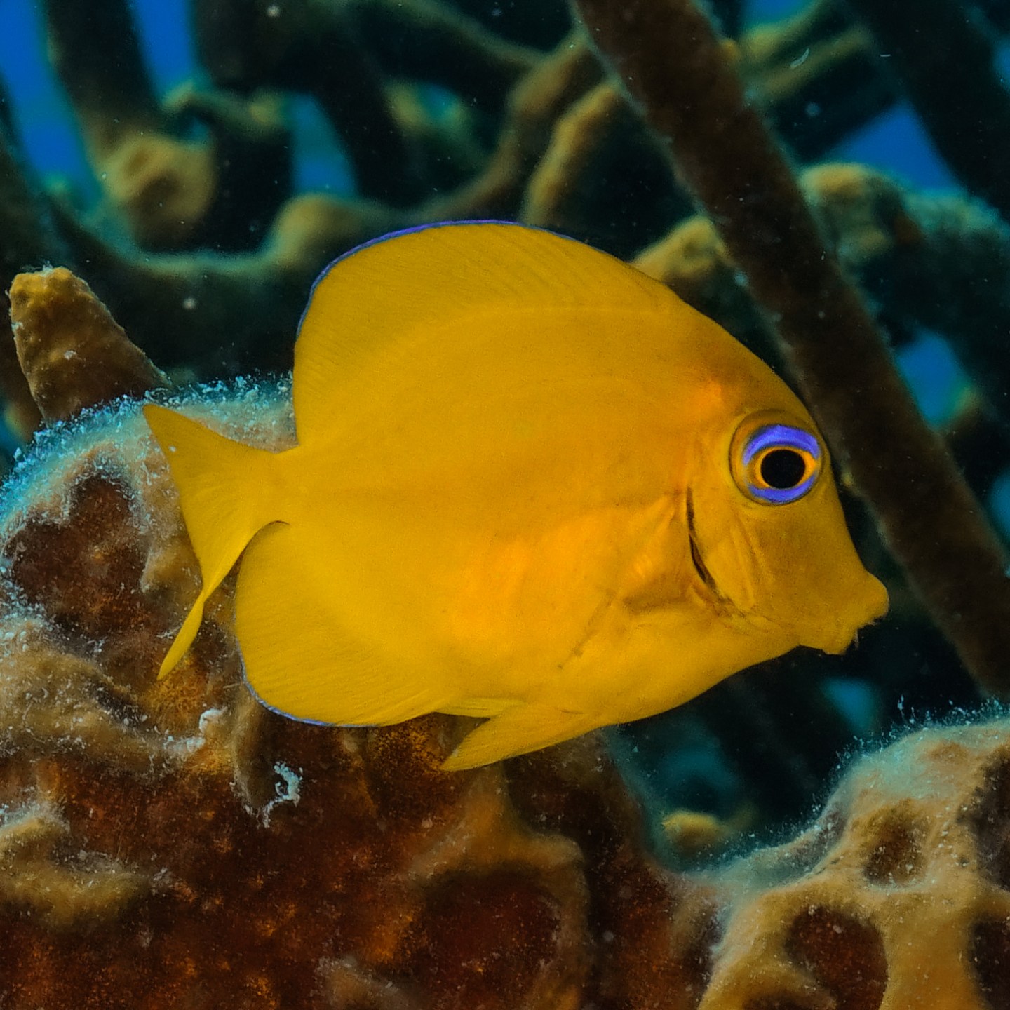 Yellow fish swimming near coral with a blurred background.