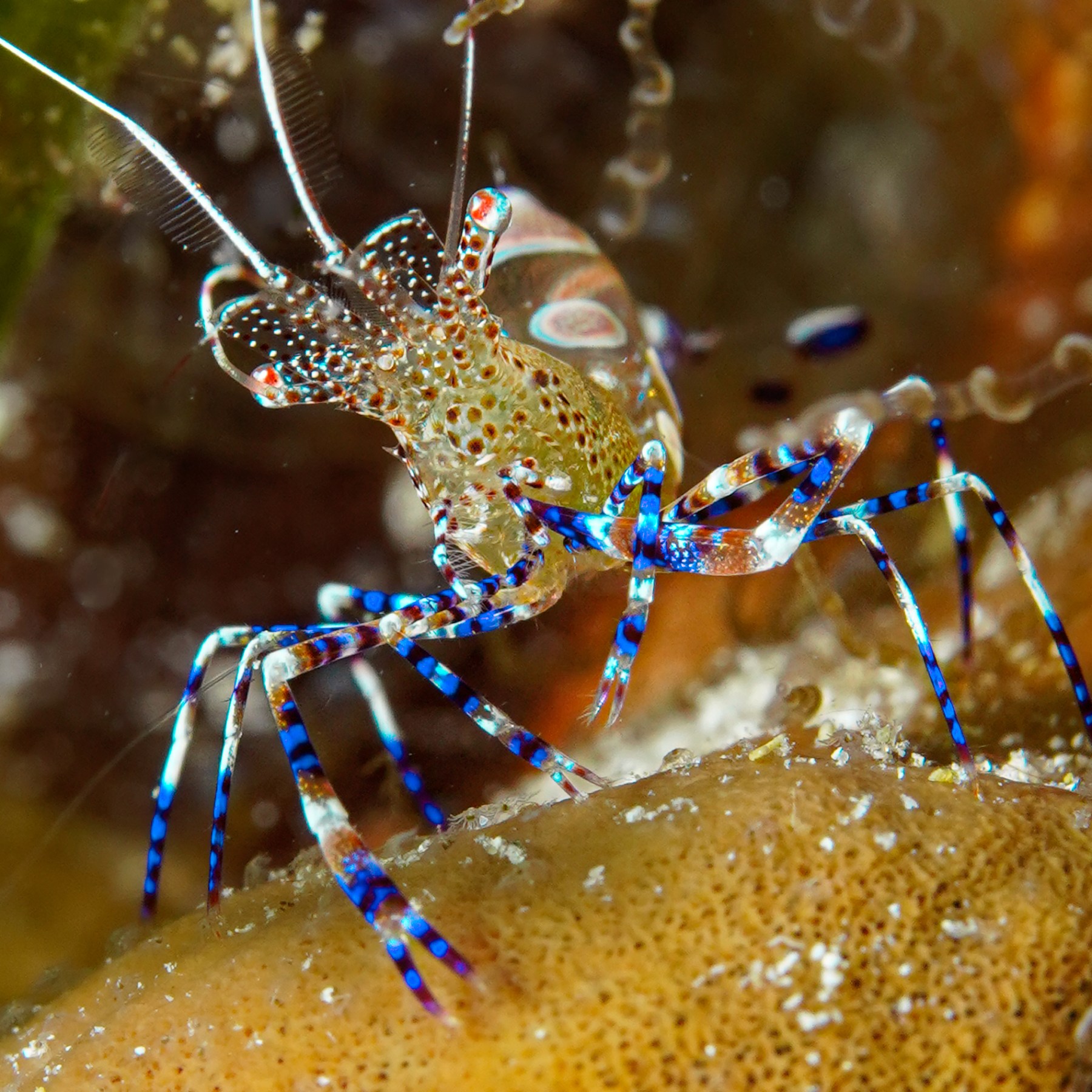 Colorful shrimp with blue-striped legs on a coral reef.
