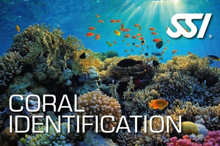 Underwater scene with corals, colorful fish, and sunlight. Text: Coral Identification, SSI logo.