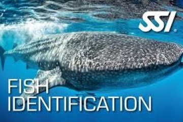 Whale shark swimming underwater with SSI Fish Identification text overlay.