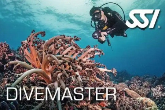 Scuba diver exploring coral reef with SSI logo; text reads 'DIVEMASTER'.