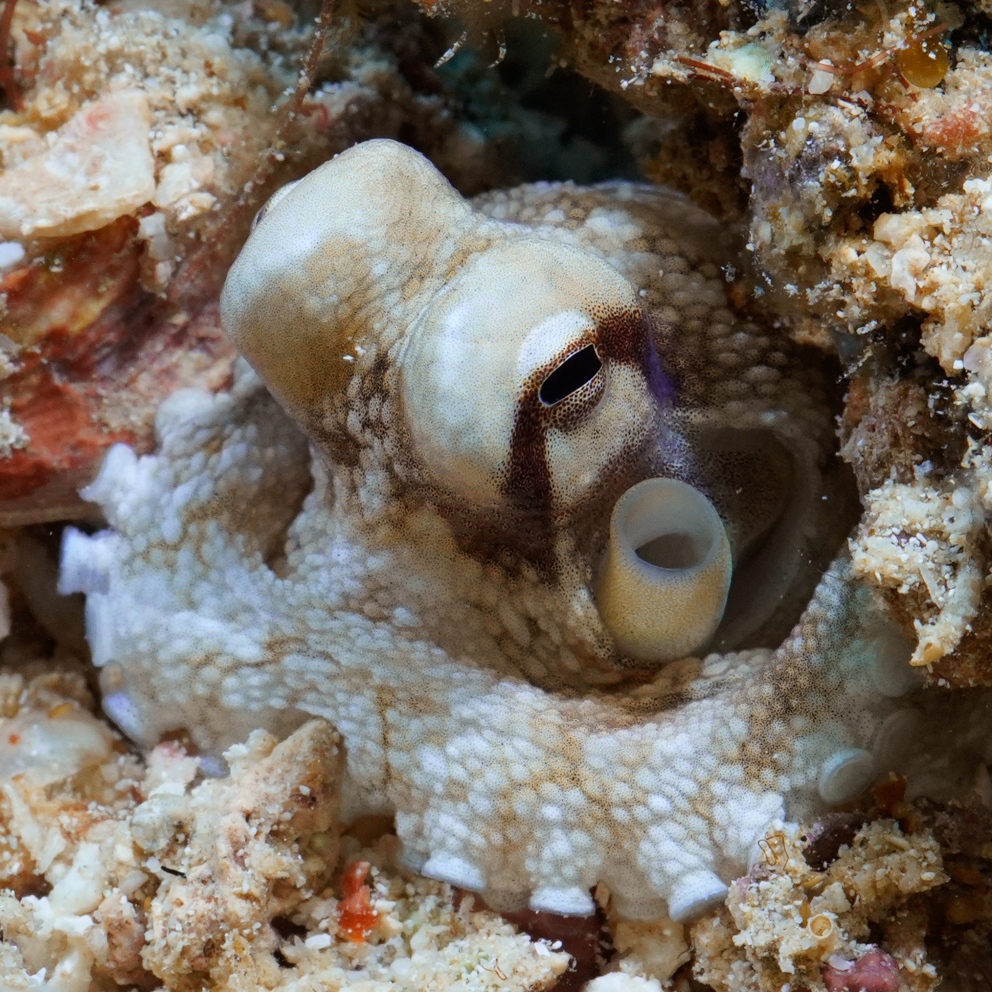 Octopus camouflaged against a rocky, coral-like background.