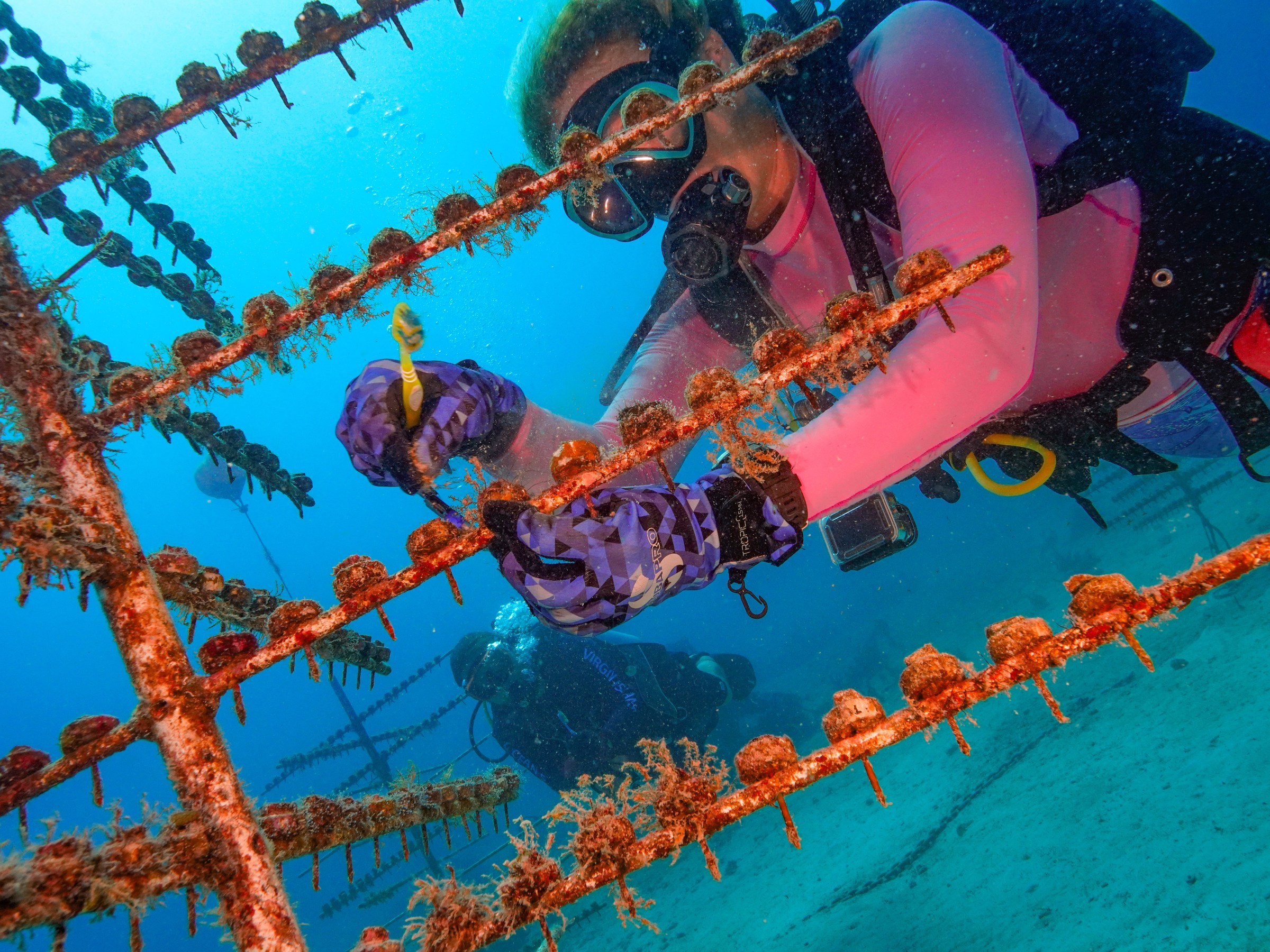 Diver with pink suit tending coral in underwater nursery, surrounded by blue ocean.