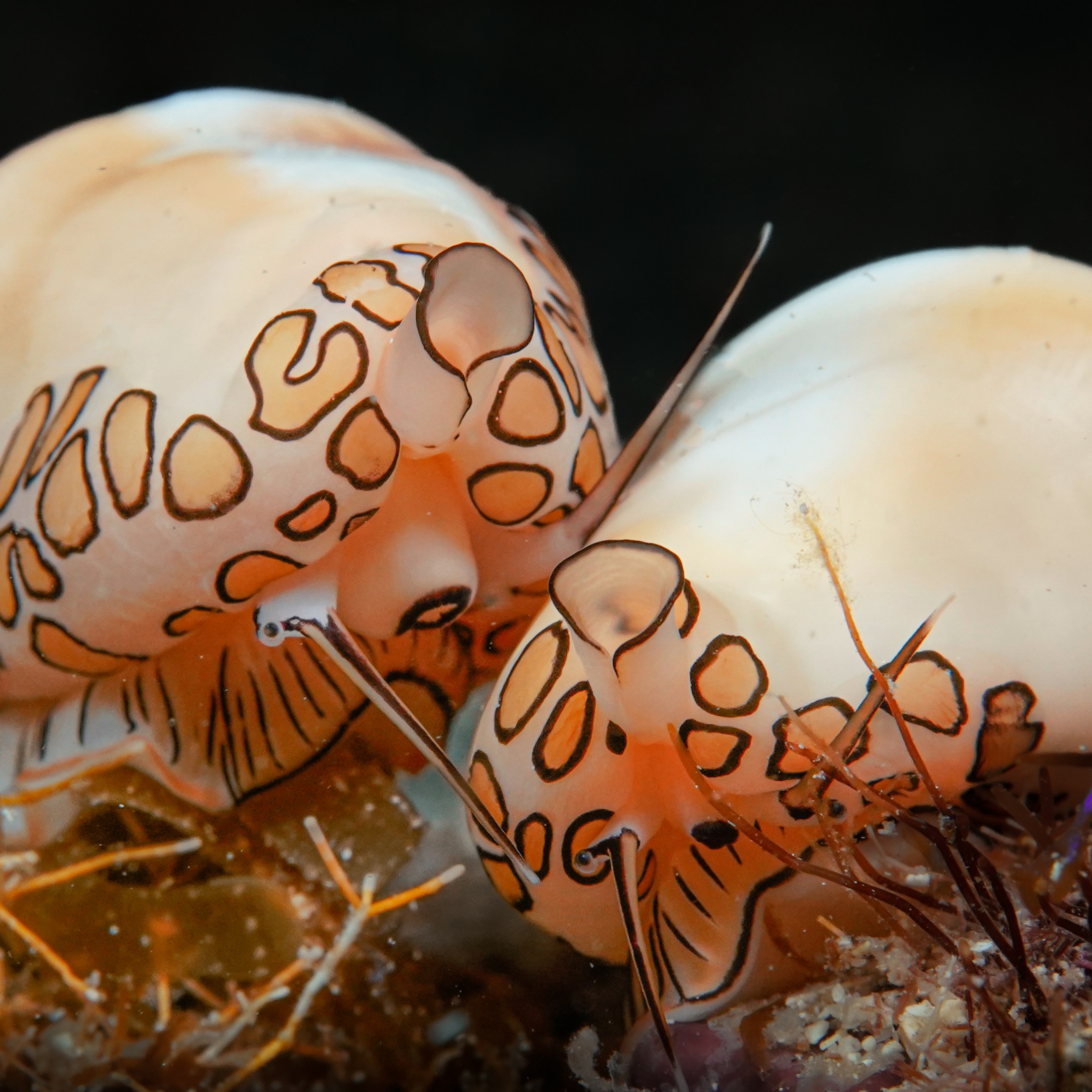 Two orange-spotted sea snails on a coral reef.