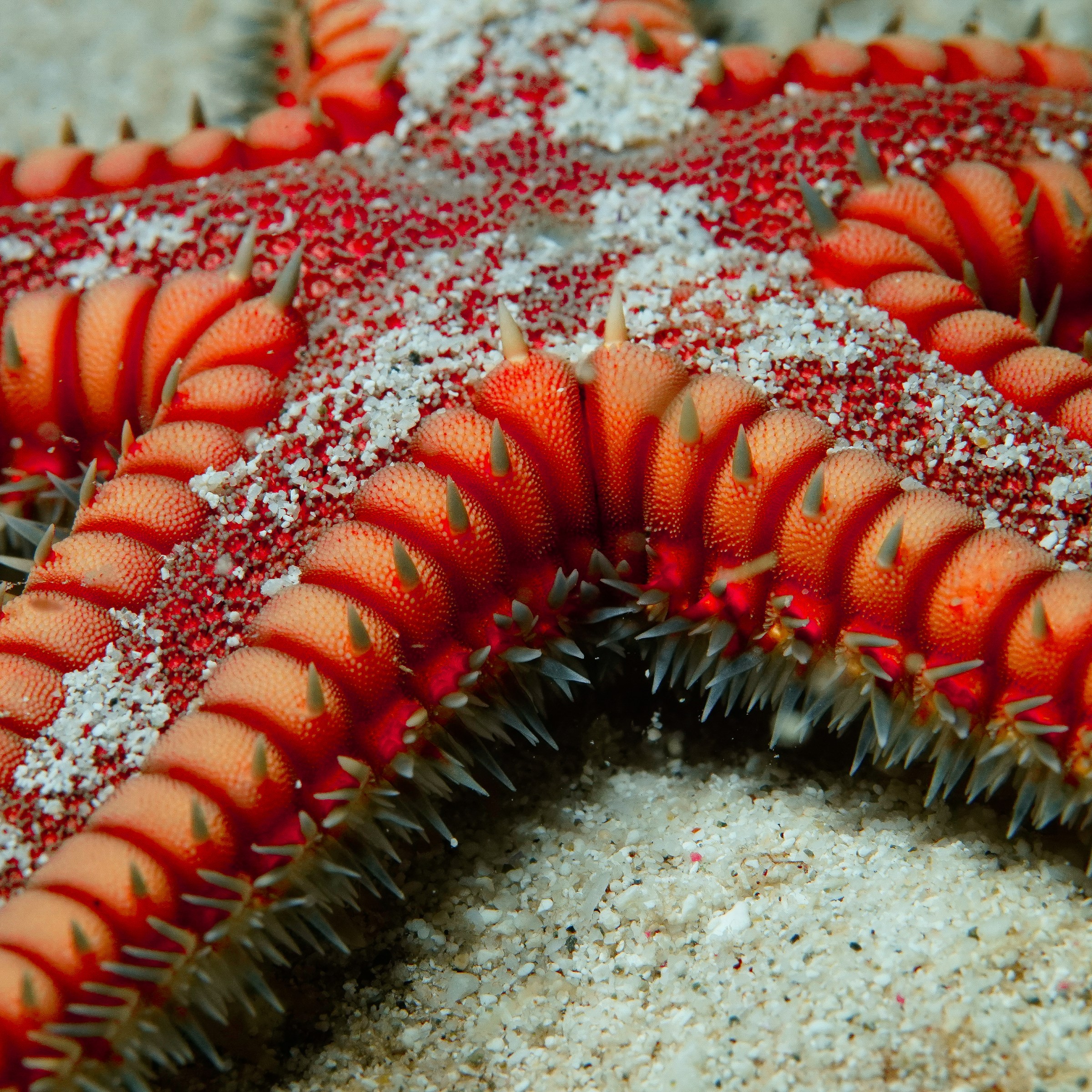 Close-up of a red starfish with textured skin on sand.