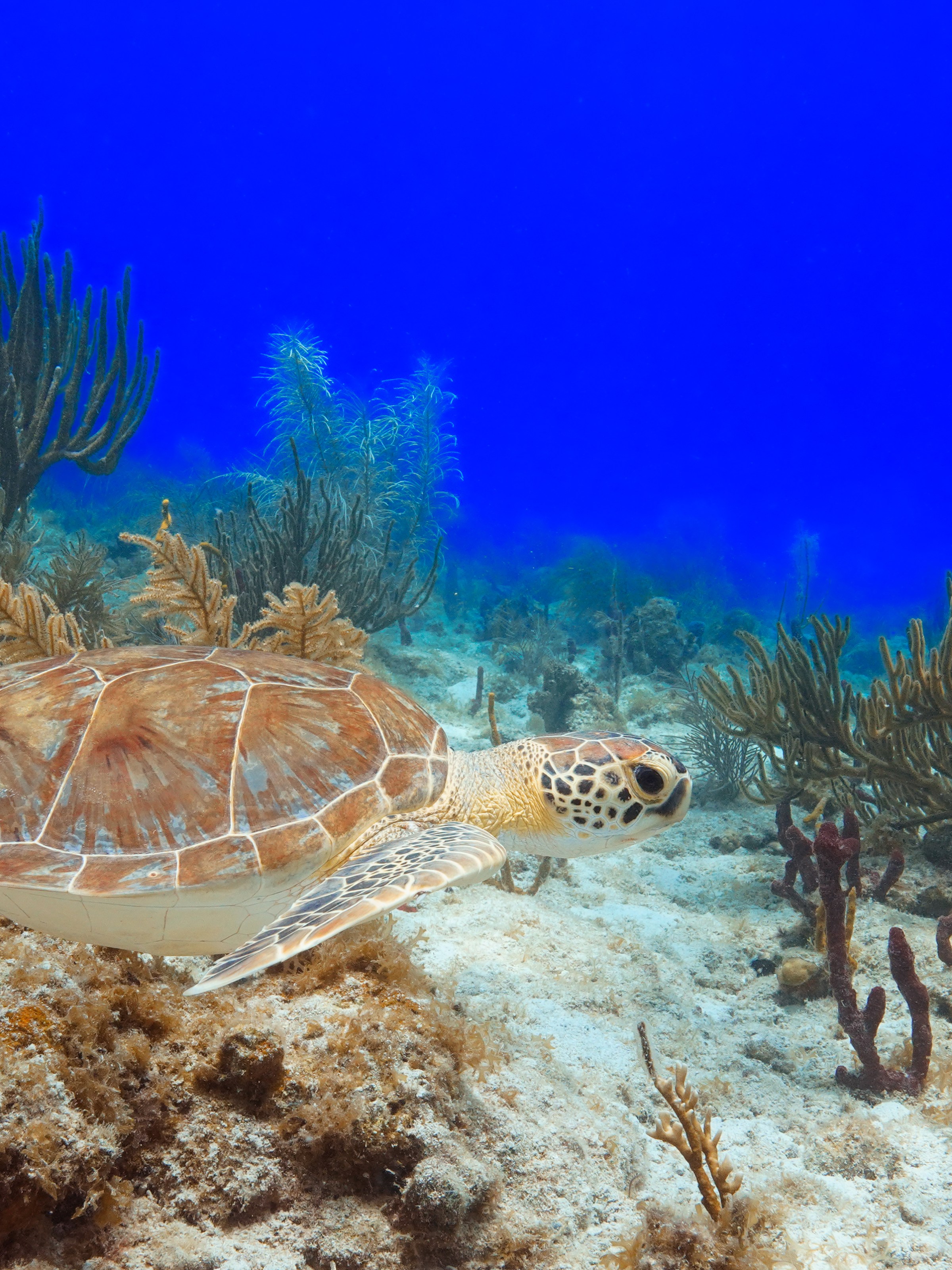Sea turtle swimming over a coral reef with blue water backdrop.