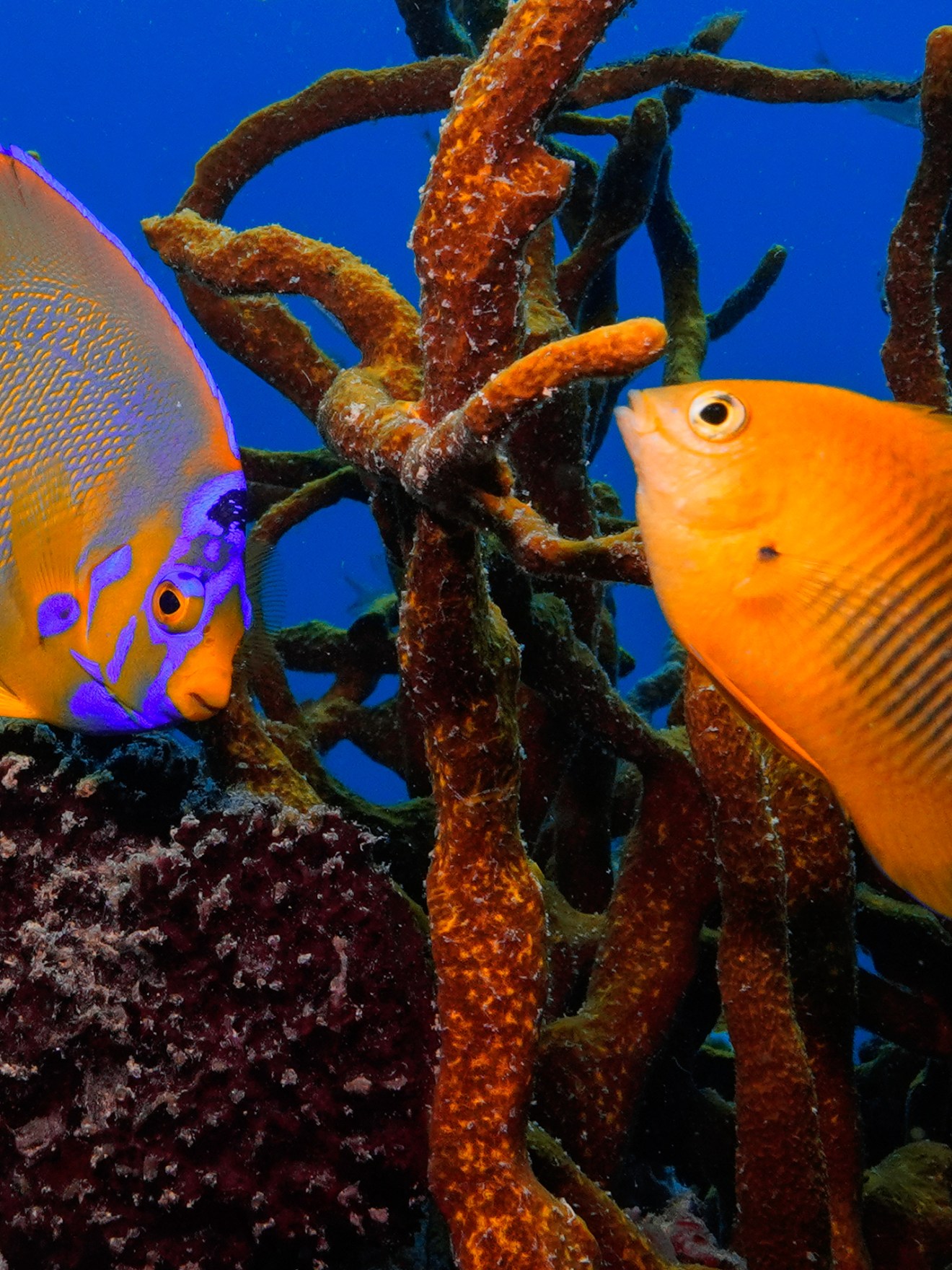Two vibrant tropical fish swimming among colorful coral branches underwater.