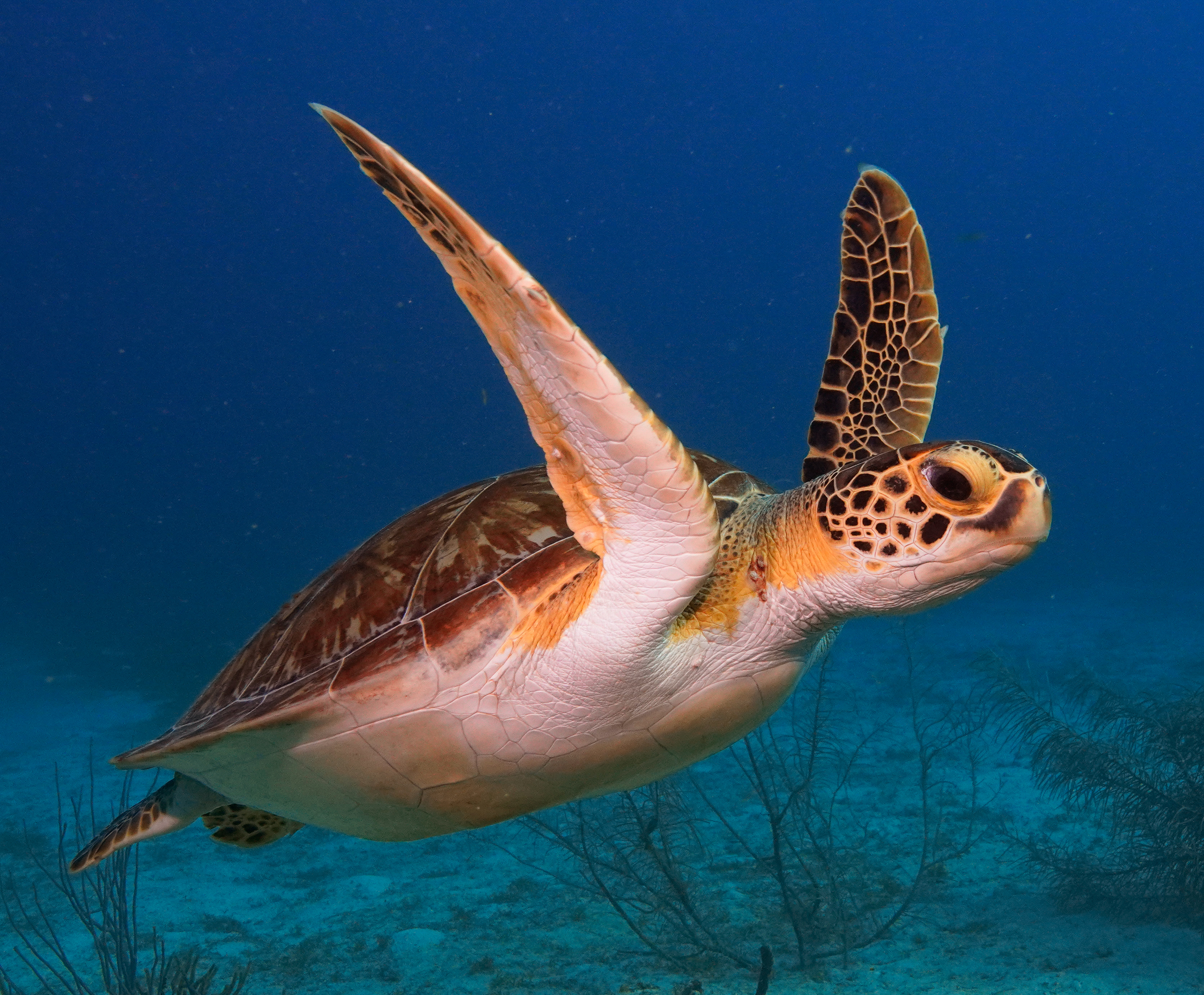 Coral World Ocean and Reef Initiative | Scuba Diving Courses
