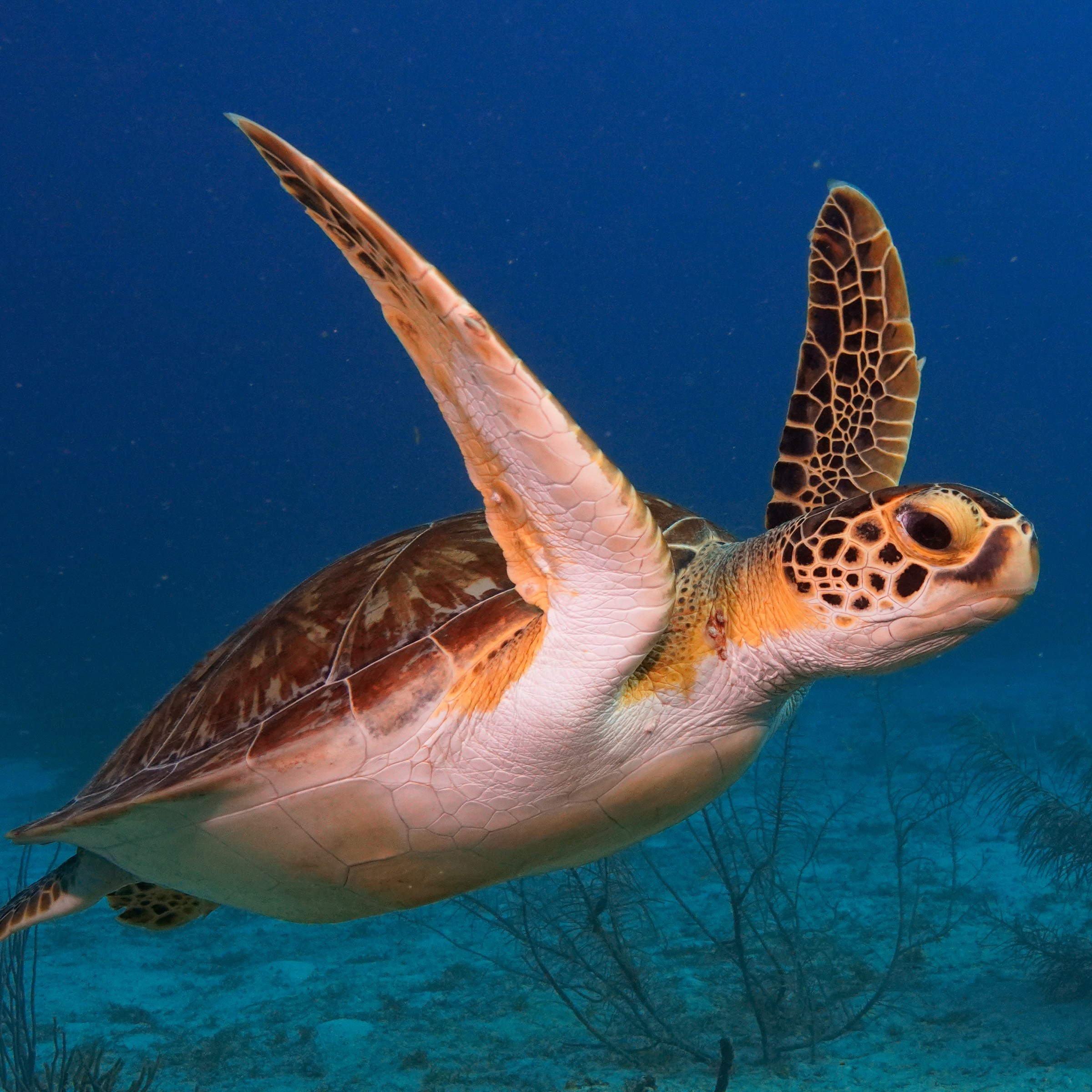 Sea turtle swimming underwater with blue ocean background.
