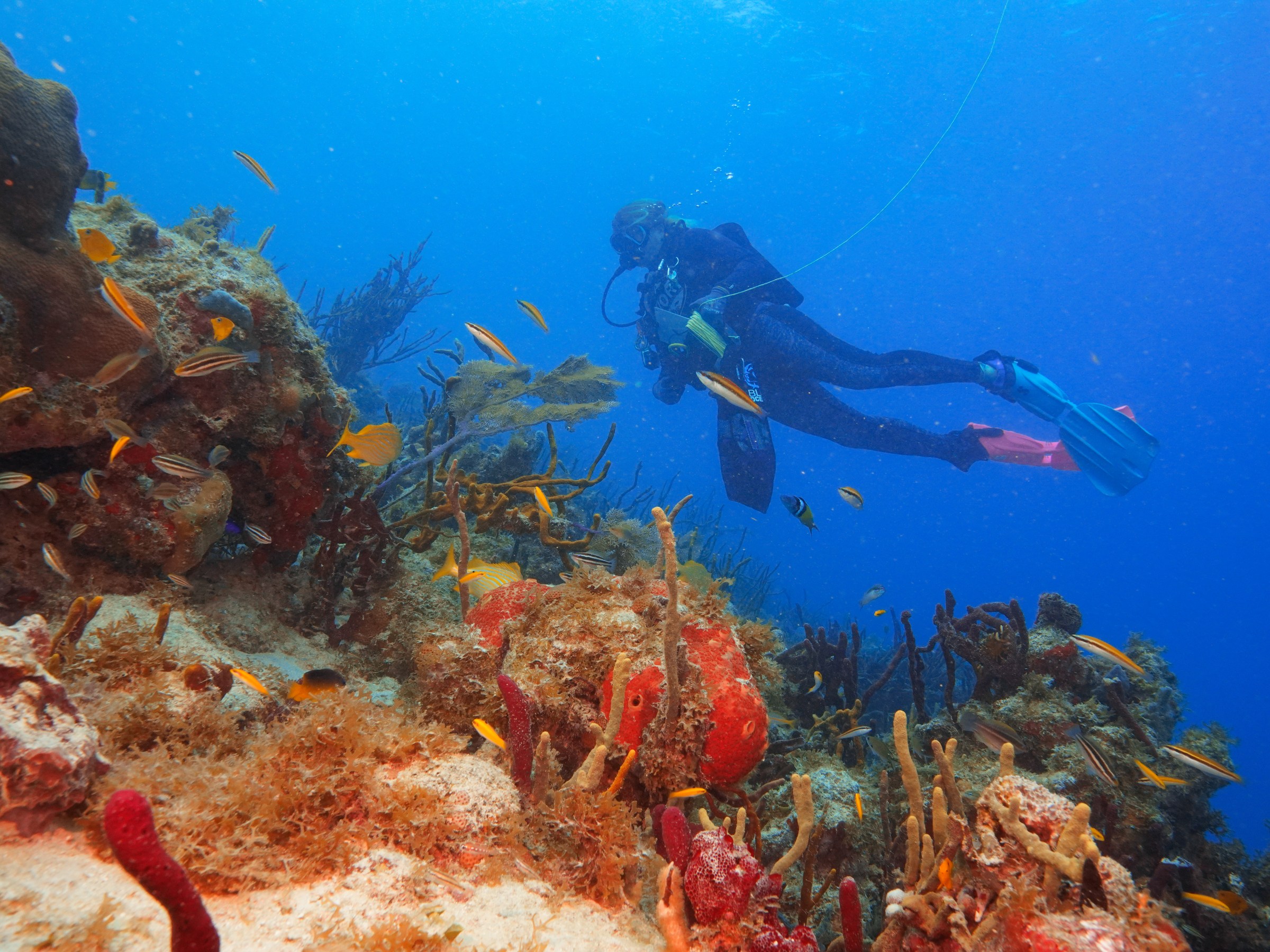 Scuba diver above coral reef with colorful fish in blue ocean.