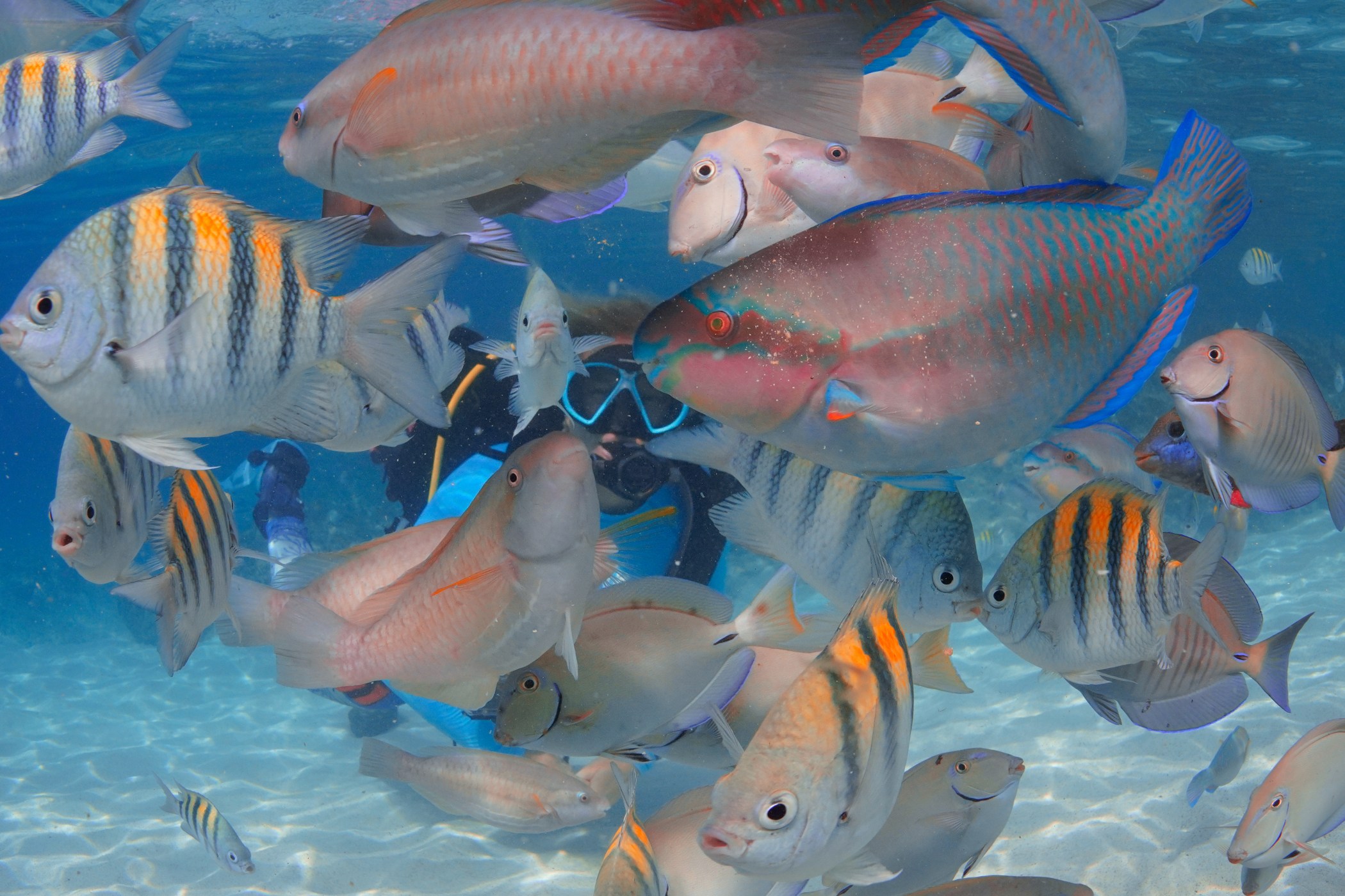 CWORI Dive Center business image